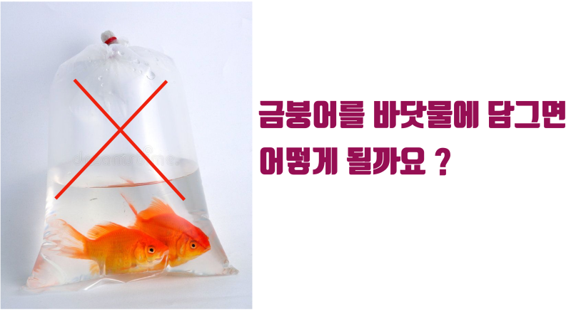 재식술, 사랑니이식 때 전용 용액을 써야 하는 이유 #치아재식술 #치아이식술 #재식술 사진 2